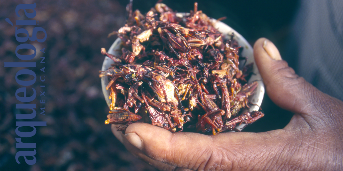 Insectos comestibles en oaxaca